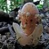 Strangemushroom