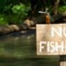 kingerfisher