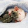 WhItERaT