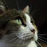 Meowmeow