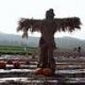 Scarecrone