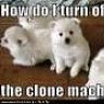 IishAcrone