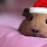 Guinea Pig