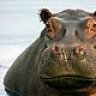 CSI.Hippo
