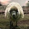 BattleSheep