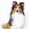 ruffruff
