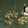 TygerGoose