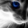 Soul Cat
