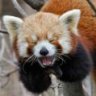 laughingPANDA