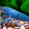 armourshrimp