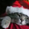 meowsmeows