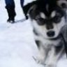 stephsnowy