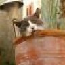 flowerpot_cat