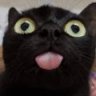 cai_png27