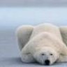 ahungrypolarbear