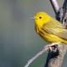 yellowbird
