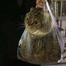 FrostyBunBun