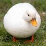 ducky32