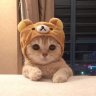 PetKat