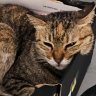 gpgtmeowmeow