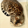 rei_the_rebel_cat