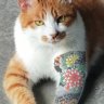 luckybigcat