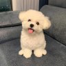 坡坡小·舔狗