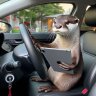 OtterJoyful