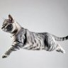 flaccid_cat