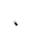 mahcosg