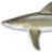 bullshark