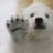 PsyBear