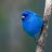 abluebird