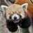laughingPANDA