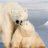 Polar Bear King