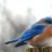 Bluebird33