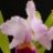 cattleya