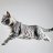 flaccid_cat