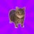 KakiMeow